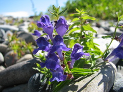 Scutellaria scordifolia