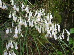 Penstemon tenuiflorus