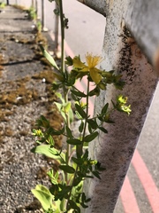 Hypericum perforatum