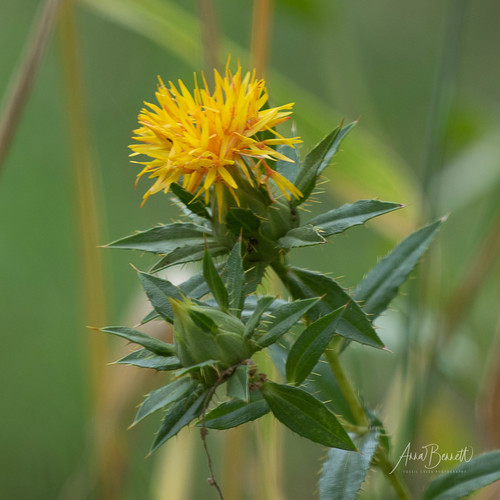Carthamus tinctorius