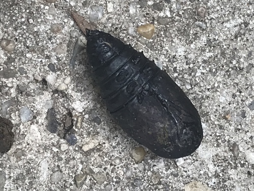 Gulf Coast Buck Moth