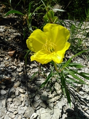 Oenothera macrocarpa