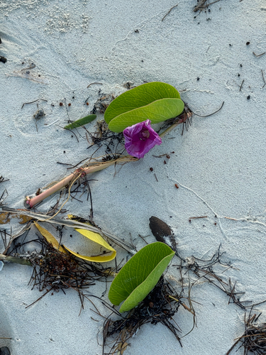 Ipomoea pes-caprae observed 2026-10-29