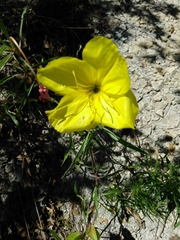 Oenothera macrocarpa