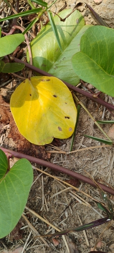 Ipomoea pes-caprae observed 2026-10-30
