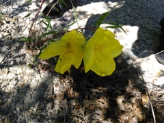 Oenothera macrocarpa