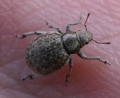 Philopedon plagiatum