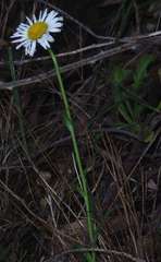 Brachyscome diversifolia