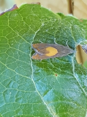 Dichrorampha alpinana