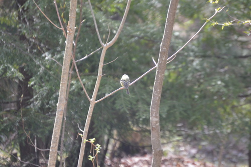 Vireo solitarius