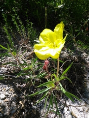 Oenothera macrocarpa