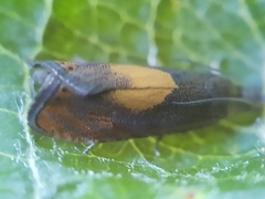 Dichrorampha alpinana