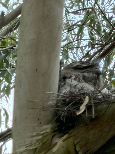 Tawny Frogmouth
