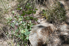 Guardiola platyphylla