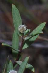 Pimelea linifolia linifolia