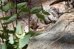 Junonia nigrosuffusa