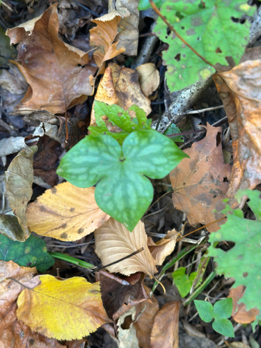Hepaticae observed 2026-10-29