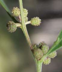 Acacia leprosa uninervia