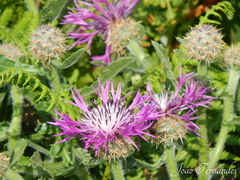 Centaurea sphaerocephala