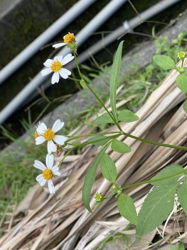 Bidens alba observed 2026-10-30