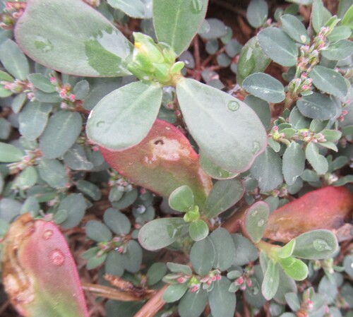 Portulaca oleracea observed 2026-10-29
