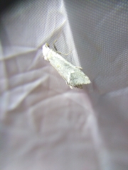 Cochylimorpha clathratana
