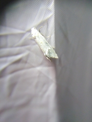 Cochylimorpha clathratana