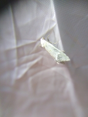 Cochylimorpha clathratana