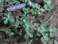Chenopodium desertorum microphyllum