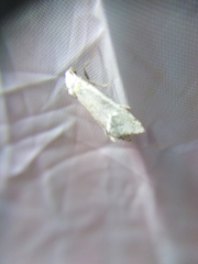 Cochylimorpha clathratana