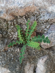 Asplenium ceterach image