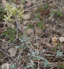 Alyssum trichostachyum