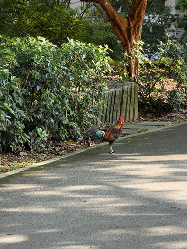 Gallus gallus observed 2026-10-30
