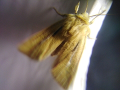 Mythimna anderreggii