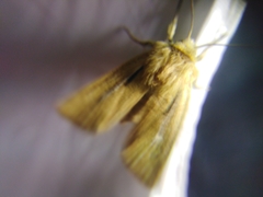 Mythimna anderreggii