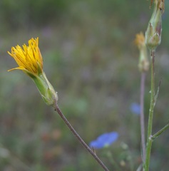 Pseudopodospermum strictum