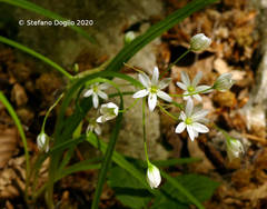 Allium pendulinum