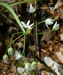 Allium pendulinum