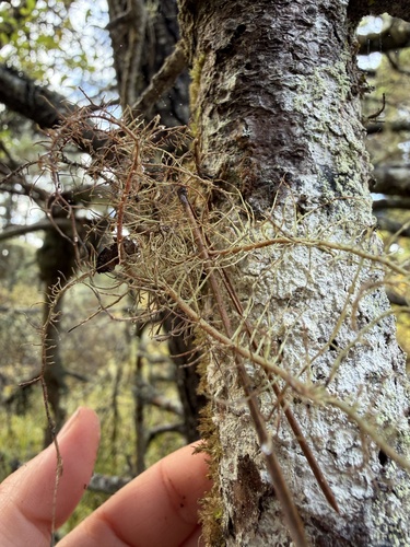 Usnea observed 2026-10-29