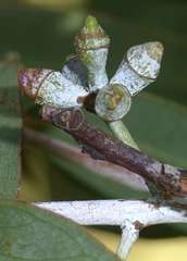 Eucalyptus cephalocarpa