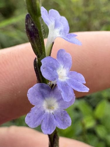 Stachytarpheta cayennensis observed 2026-10-21