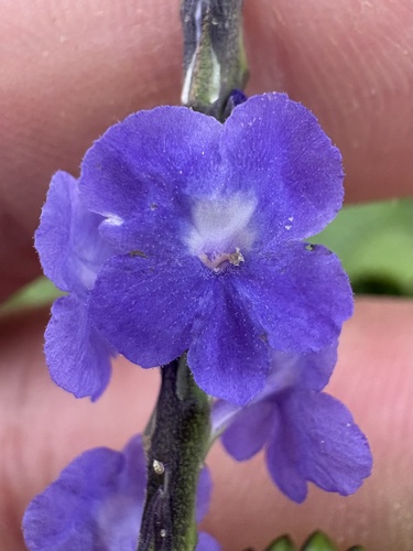 Stachytarpheta cayennensis observed 2026-10-21