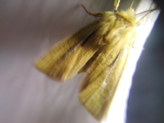 Mythimna anderreggii