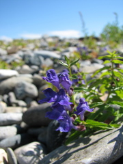 Scutellaria scordifolia