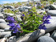 Scutellaria scordifolia