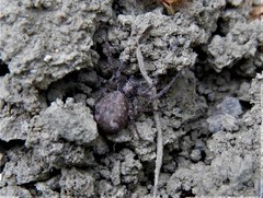 Pulchellodromus bistigma