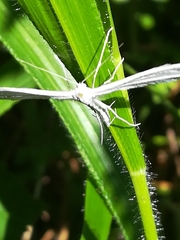 Pterophorus pentadactyla