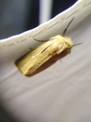 Mythimna anderreggii