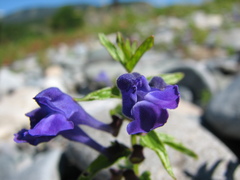 Scutellaria scordifolia