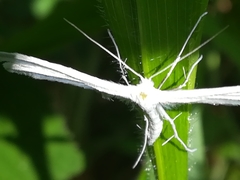 Pterophorus pentadactyla